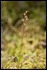 _17C4857 Lesser Twayblade