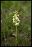 _17C4873 Lesser Butterfly Orchid