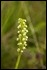 _17C4883 Small-white Orchid