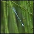 J17_1731 Coenagrion hastulatum