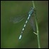 J17_1770 Coenagrion hastulatum