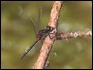 J17_1865 Leuchorrhinia dubia