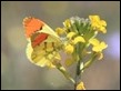 _MG_8380 Provence Orange Tip