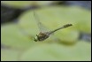 _17C5574 Emerald in flight