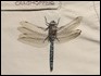 J17_2011 Aeshna caerulea - Craghoppers
