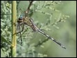 J17_1420  Long Skimmer eating