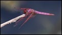 J17_1564  Trithemis annulata