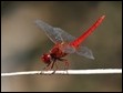 J17_1573  Broad Scarlet male