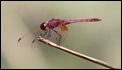 J17_1585  Trithemis annulata