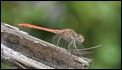 J17_1597  Desert Darter