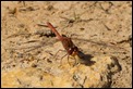 _17C6939 Diplacodes bipunctata