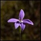 Finger orchid sp