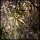 Green Spider Orchid