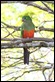 J17_3057 King Parrot