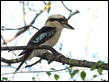 J17_3065 Kookaburra