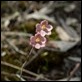 Salmon Sun Orchid