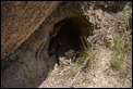 Wombat burrow