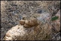 Wombat poo