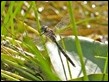 _17C8983 NZ Hawker