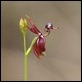 J17_3703 Flying Duck Orchid