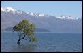 J17_4300 Wanaka Tree