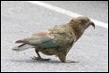 J17_4361 Kea on tarmac