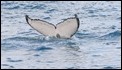 J17_4391 Humpback fluke