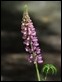 J17_4455 Single Lupin