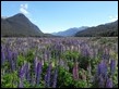 Sunny Lupins