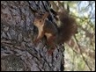 _18C0523 Squirrel