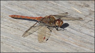 J17_1698 Sympetrum striolatum male