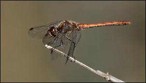 J18_1722 Sympetrum striolatum 2018