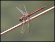 J18_1726 Sympetrum striolatum male