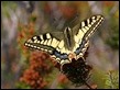 Hill-topping Swallowtail
