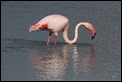 J18_1798 Adullt Flamingo