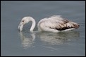 J18_1801 Young Flamingo