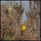 J18_1806 Pair of Serins