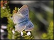 J18_1812 Long-tailed Blue