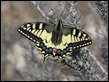 J18_1823 Papilio machaon