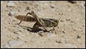 J18_1861 Egyptian Grasshopper