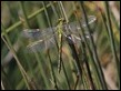 J18_1862 Western Clubtail female