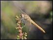 J18_1876  Sympetrum fonscolombii female