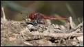 J18_1885 Sympetrum fonscolombii