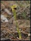 J18_1920  Ophrys fusca (group)