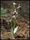 J18_1924  Ophrys scolopax