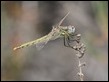 J18_1947  Sympetrum fonscolombii female