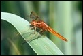 J18_1970  Crocothemis erythraea male