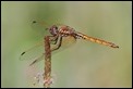 J18_1973  Trithemis annulata