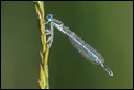 J18_0624 Dewy Damsel 1024