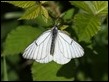 J18_0635 Black-veined White